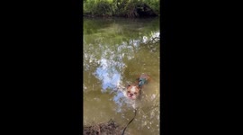 Playful bulldog turns into a crocodile during a fun river walk
