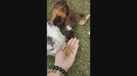 Feeding bunch of Guinea Pigs