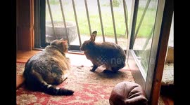 My cat Tuffy & my mini rex rabbit JakesAt my home. Tuffy is 7 yrs old & Jakes is 1 years old. Tuffy liked my first rabbit Bugzy
