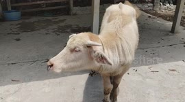white water buffalo