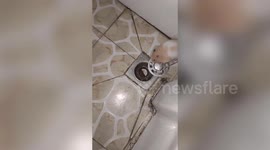 Clever hamster uses pipes as secret passageways through home