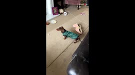Dog barks at TV image thinking she is a stranger who entered home