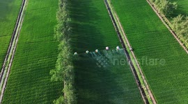 China: Hydrogen Balloon Irrigation Agriculture in Suqian