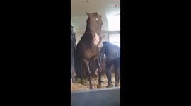 Handling a grumpy horse: Trainer manages a biting incident with a gentle approach