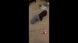 Playful pup gets his head stuck in slipper and tries to bite it open