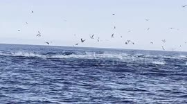 UK boaters sail through tuna feeding frenzy as they surround smaller school of fish