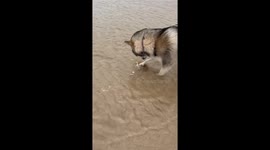 Beach walk fiasco: Alaskan Malamute freaks out over a crab and his paws