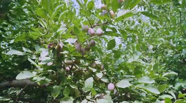 Prunes hit the market in China's Kashgar, benefiting local farmers