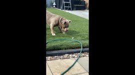 Dog encounters his worst nightmare in the garden... a feather