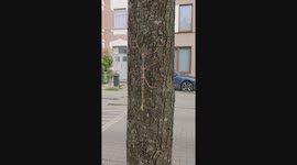 Giant Stick Insect Walks on a Tree