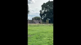Horse Mom Leaves Foal Behind