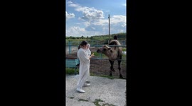 Camel Introduction Goes Awry