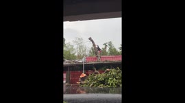 Tree Takedown Fail