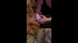 Clever Cat  Grabs His Own Treats