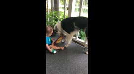 Dog is determined to play with less than impressed baby