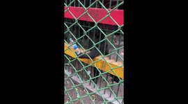 Caged chimpanzee pleads for water from zoo visitors