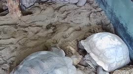 Turtle power! Male giant tortoise pushes female as she incubates eggs