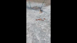 Siamese cat stuck in sports field net cut free by teacher