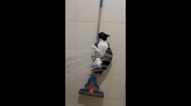 Pet cats seriously dislikes taking a bath