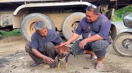 Farmer stunned by chicken with a giant third leg