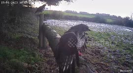 Buzzards feeding on a cold winters day
