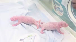 Elderly giant panda becomes first-time mum to twin cubs in Hong Kong