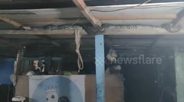 Padang City Firefighters Evacuation of Pythons Takes Place Dramatically
