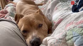 Woman makes funny mini-compilation of pet dog's thunderous snores