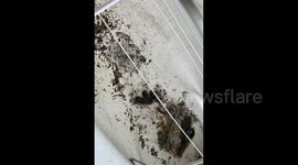 Horror photos show house of dead rats as couple flee property invaded by vermin
