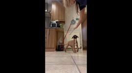 Boxer Puppy Catches Reflection In Phone
