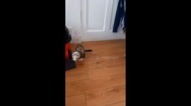 Gillian the Ferret and Moana the Chow