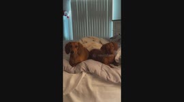 Josie girl is always head tilting while listening