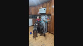 Toddler Shares His Cereal