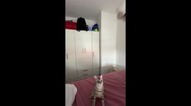 Cat Makes an Impressive Leap