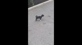 Barking Puppy Has Cigarette Butt