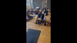 Puppy Loves Yoga Practitioner's Coconut Beard Oil