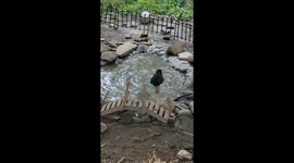 Duck Spins Around In Small Pond