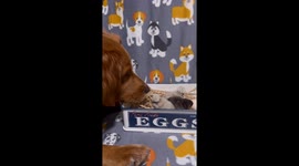 Golden Retriever Checking Out Chicks