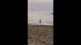 Golden Waits In The Waves
