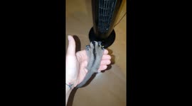 Sugar Glider Flight Training