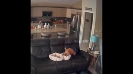 Clever Poodle Creates a Double-Decker Dog Bed
