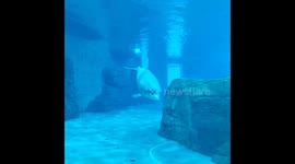 Resqued dolphing and baby boy met for first time, really cute,