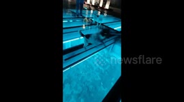 Terrified dog navigates glass walkway by leaping onto solid beams