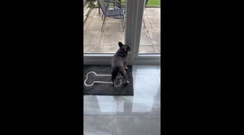 Ronnie the French Bulldog hilariously chases birds in UK garden
