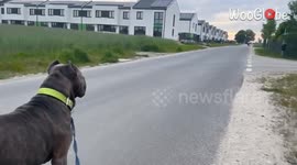 Tiny Frenchie is super excited to meet his massive Cane Corso buddy