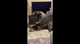 BIG cat's hilarious attempt to massage guinea pig almost goes wrong