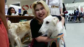 Dogs, snakes, and tortoises in fancy dress on display at Thailand's pet expo