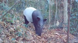 Tapir previously thought to be extinct emerges in Thai forest