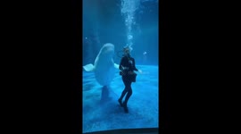 Beluga whale dancers with diver at aquarium in China