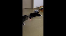 Pet owner’s playful experiment with laser pointer on black cat